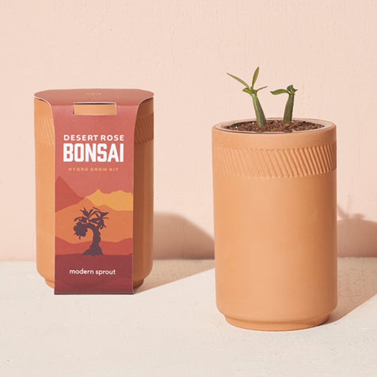 An image of Modern Sprout Terracotta Kit - Desert Rose Bonsai