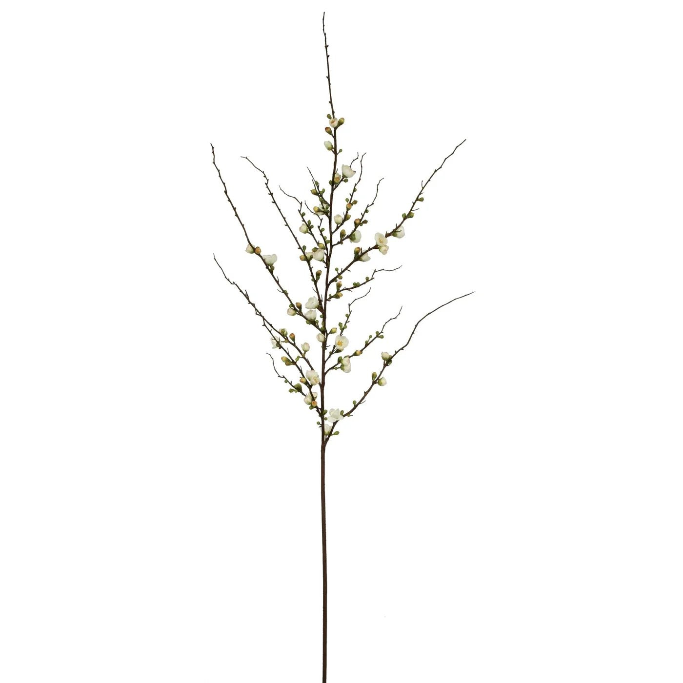 Winward 59.5" Blossom Peach