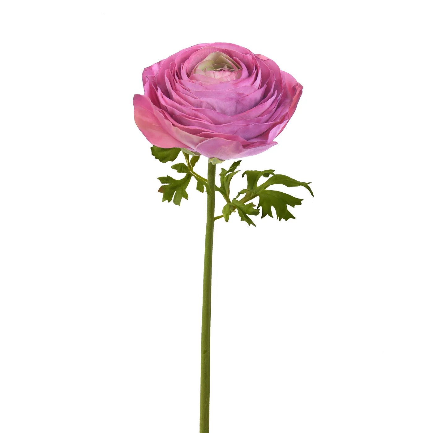 Winward 22" Ranunculus