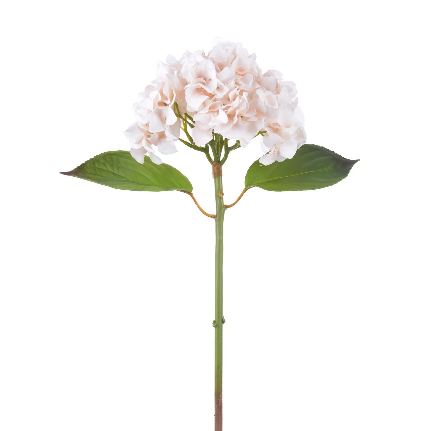 An image of Winward 25" Dahlia