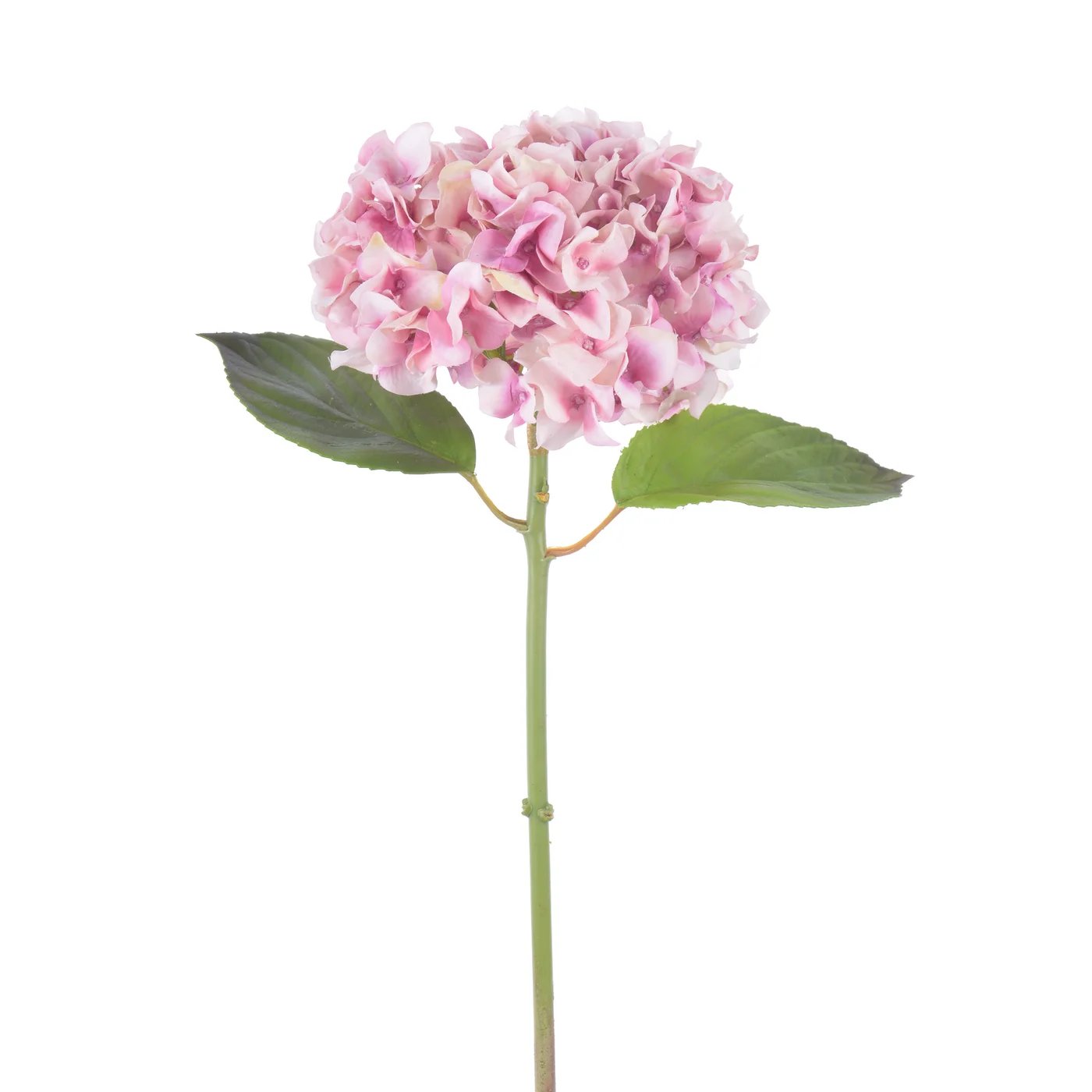 An image of Winward 25" Dahlia