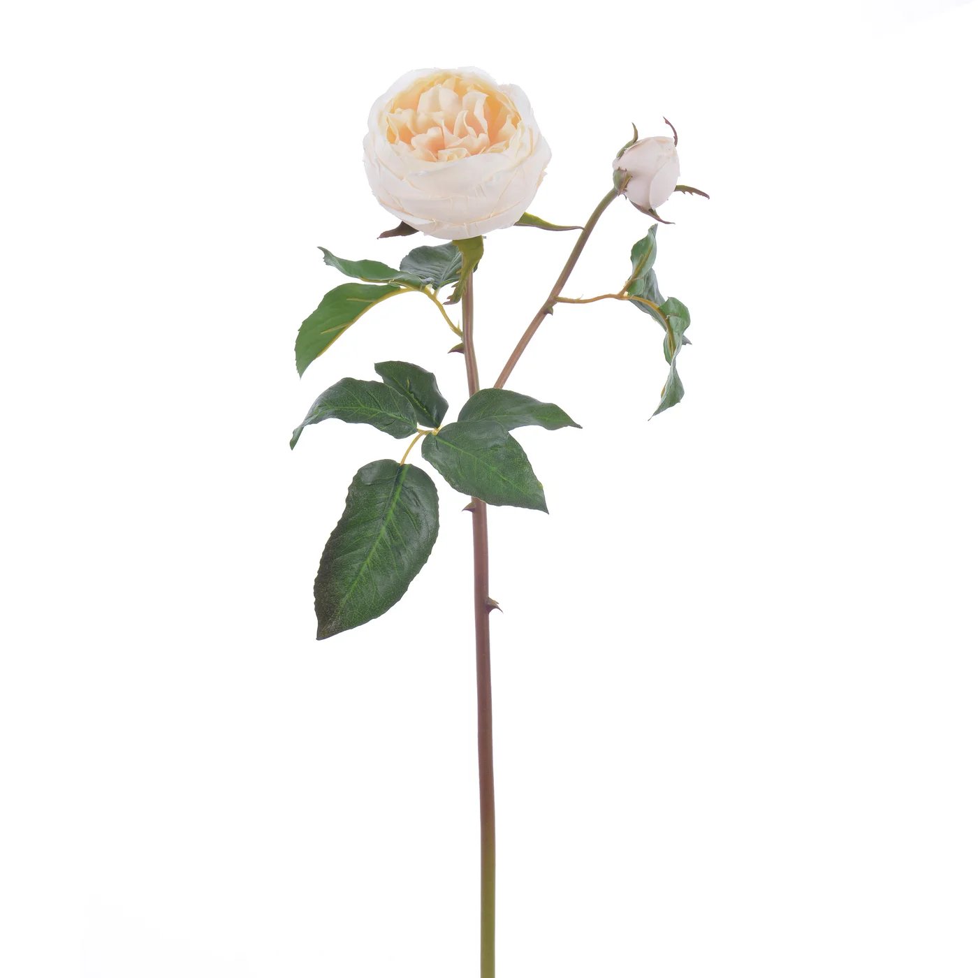 Winward 19" Rose English Short Stem