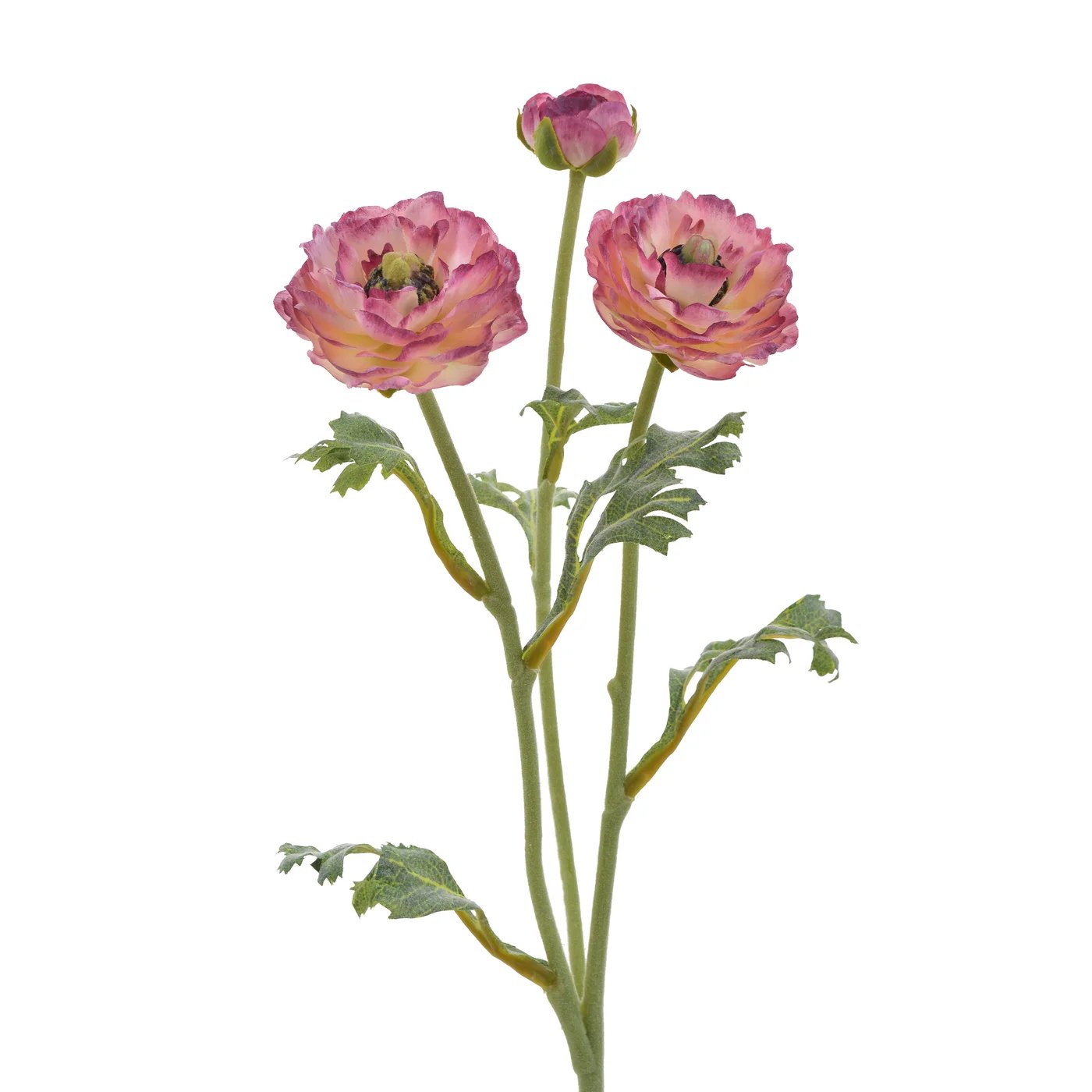 Winward 18.5" Open Ranunculus