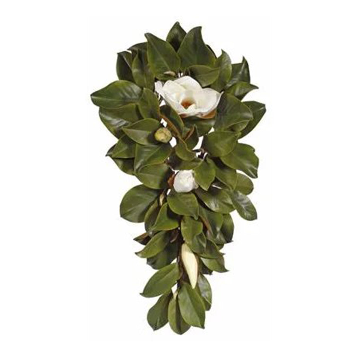 Winward White & Green Teardrop Magnolia