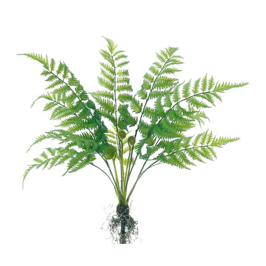 Winward Fern Bush with Root