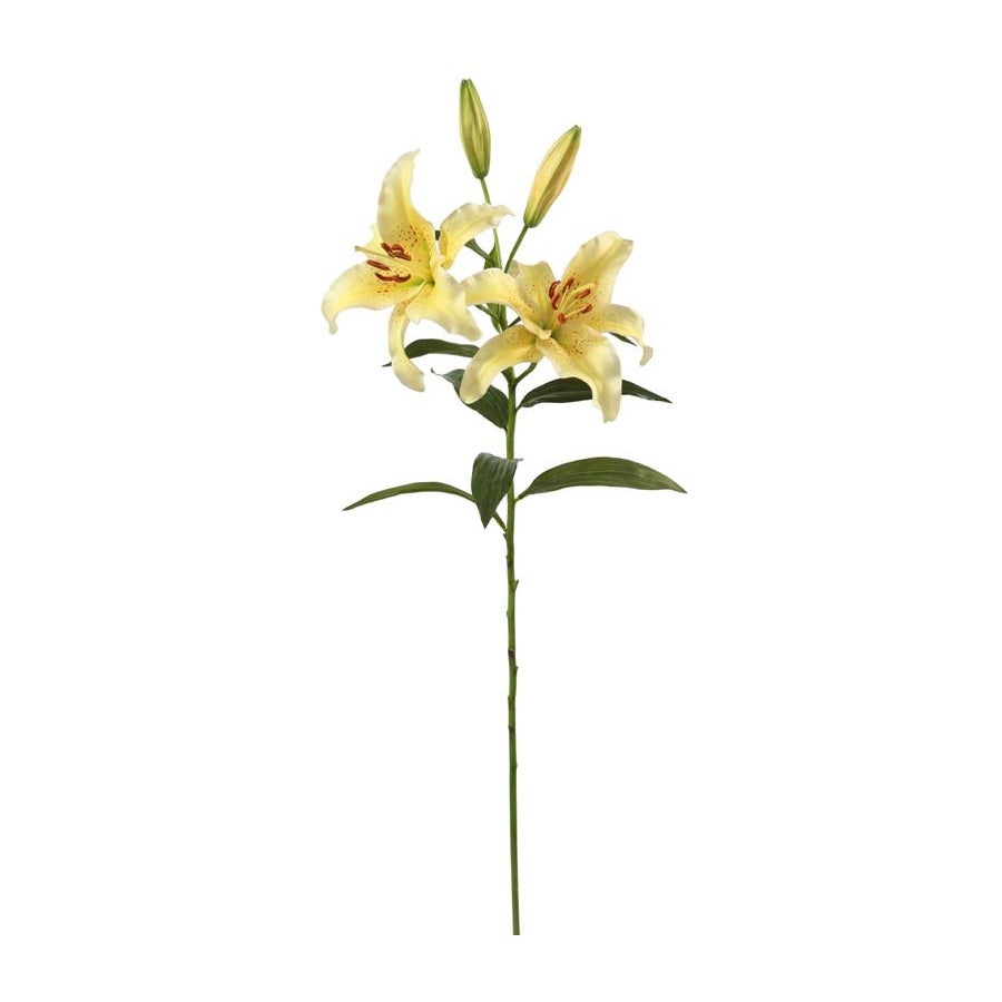 Winward Yellow Lily Rubrum
