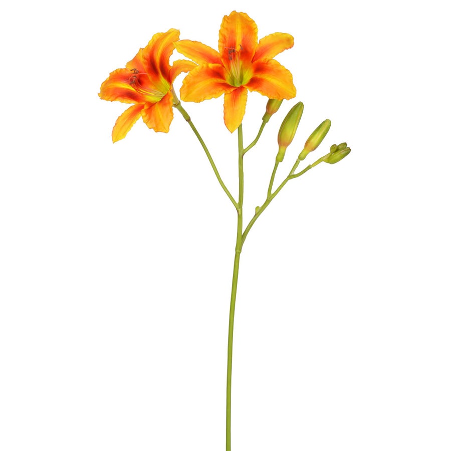Winward Orange Day Lily Stem