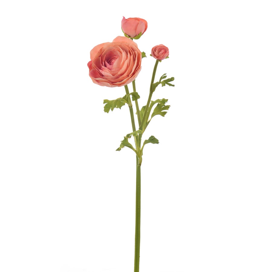 An image of Winward Ranunculus 22.5" Stem