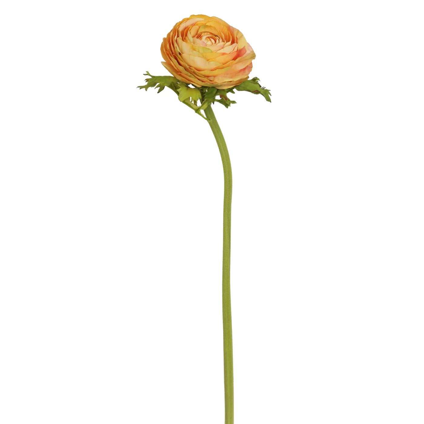 An image of Winward Ranunculus Open Garden Dry