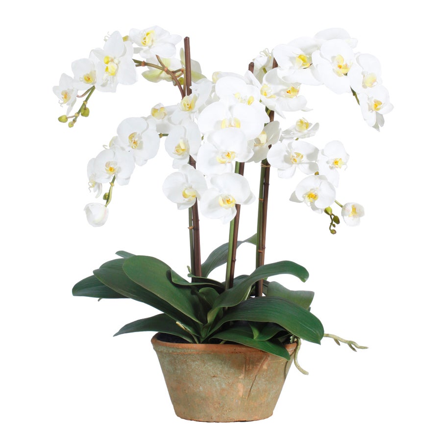 An image of Winward White 24" Phalaenopsis Potted Planter