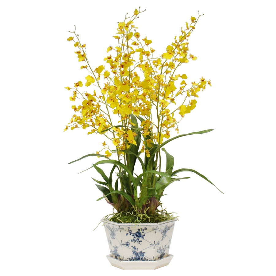 Winward Oncidium in Cache Rose Trellis Pot
