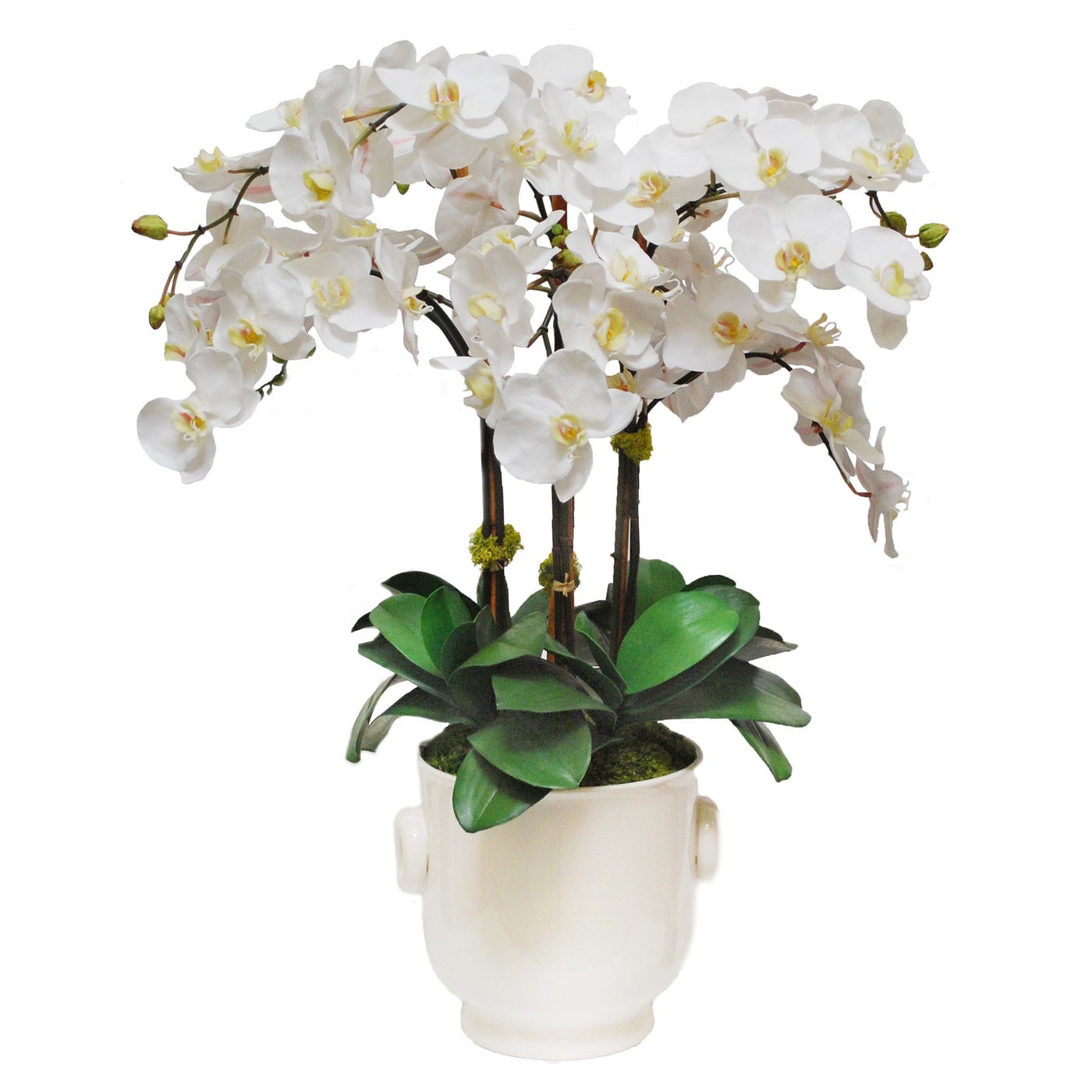 Winward Phalenopsis in Creamware Cashe Pot