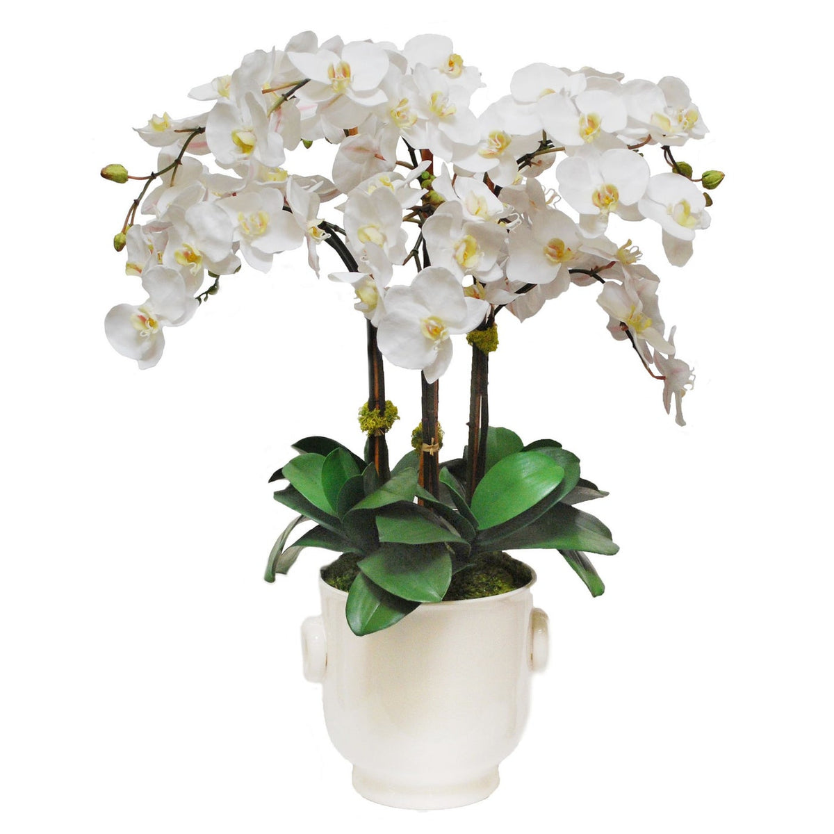 Winward Phalenopsis in Creamware Cashe Pot