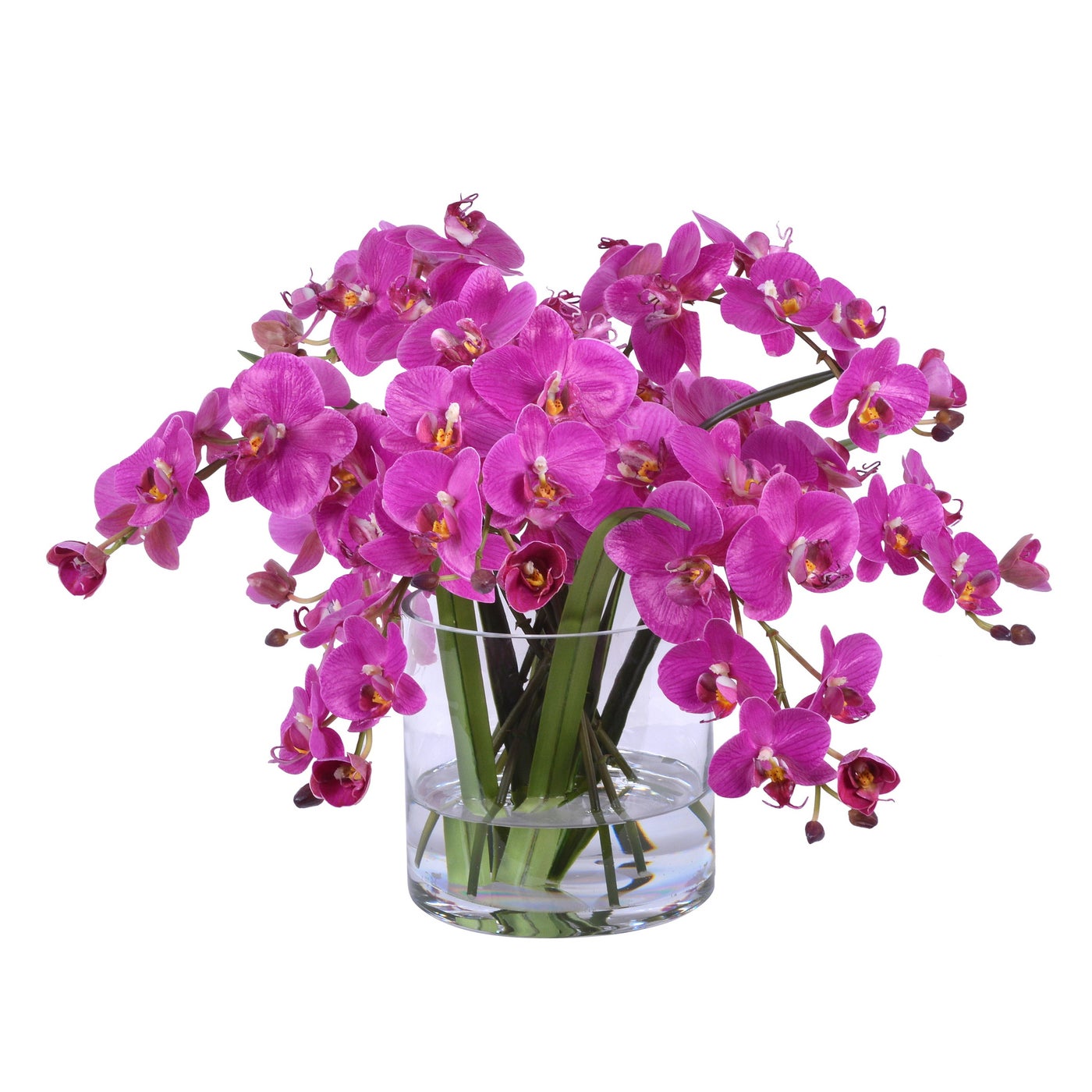 Winward Orchid Phalaenopsis in Glass