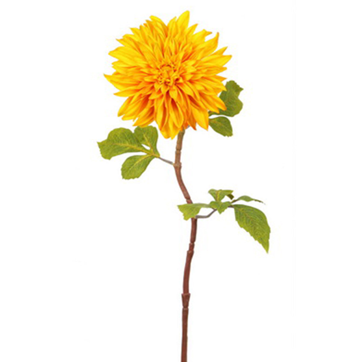 An image of Winward 28" Fall Dahlia