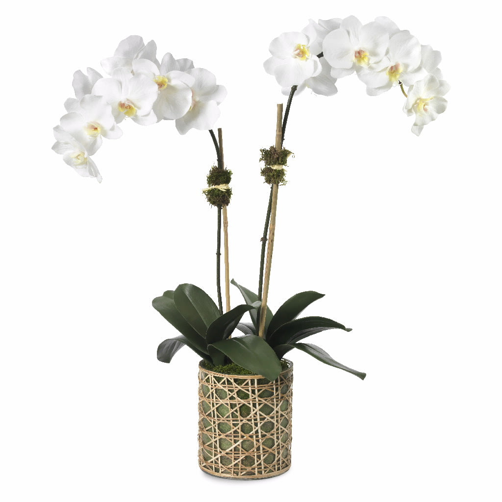 Diane James White Phalaenopsis Orchid in Cane Vase