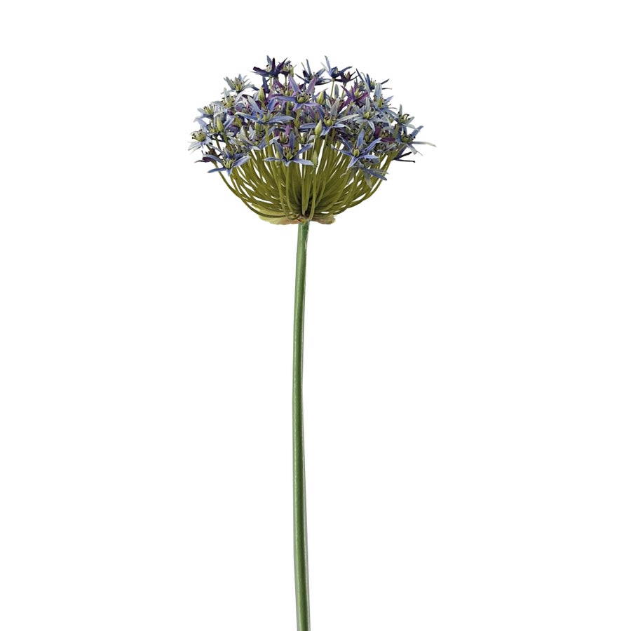 Winward Allium 36" Stem