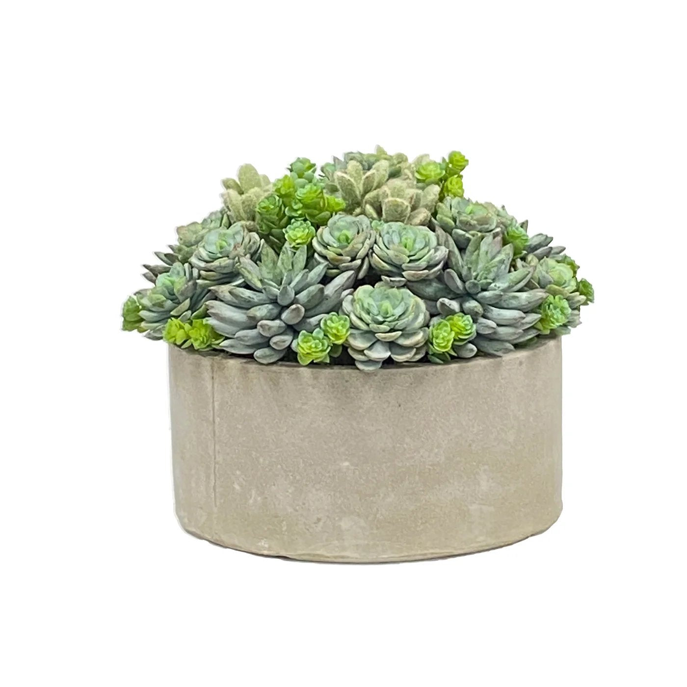 Winward Succulent in Round Tray
