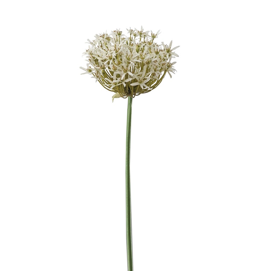 Winward Allium 36" Stem