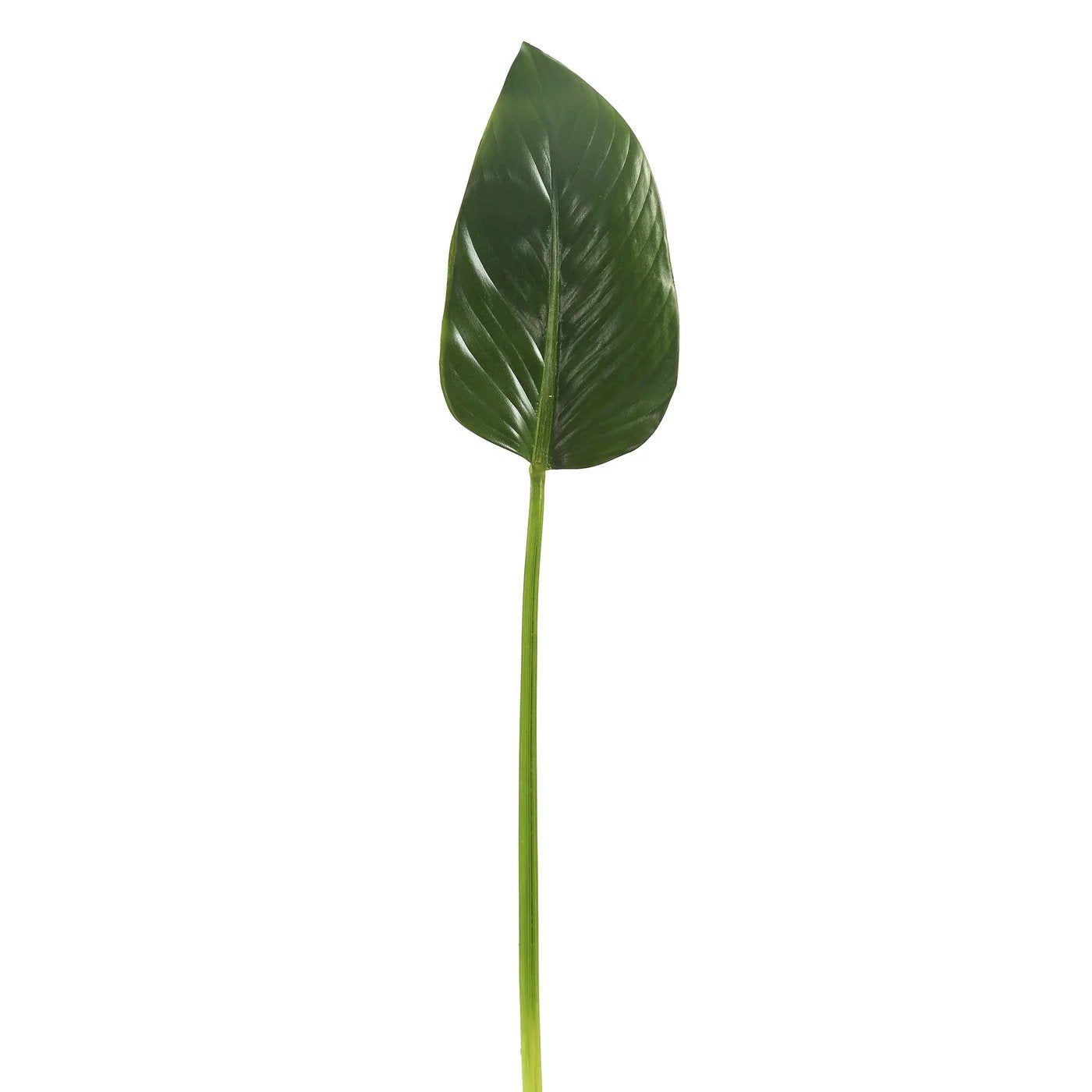 Winward 28" Green Calla Leaf