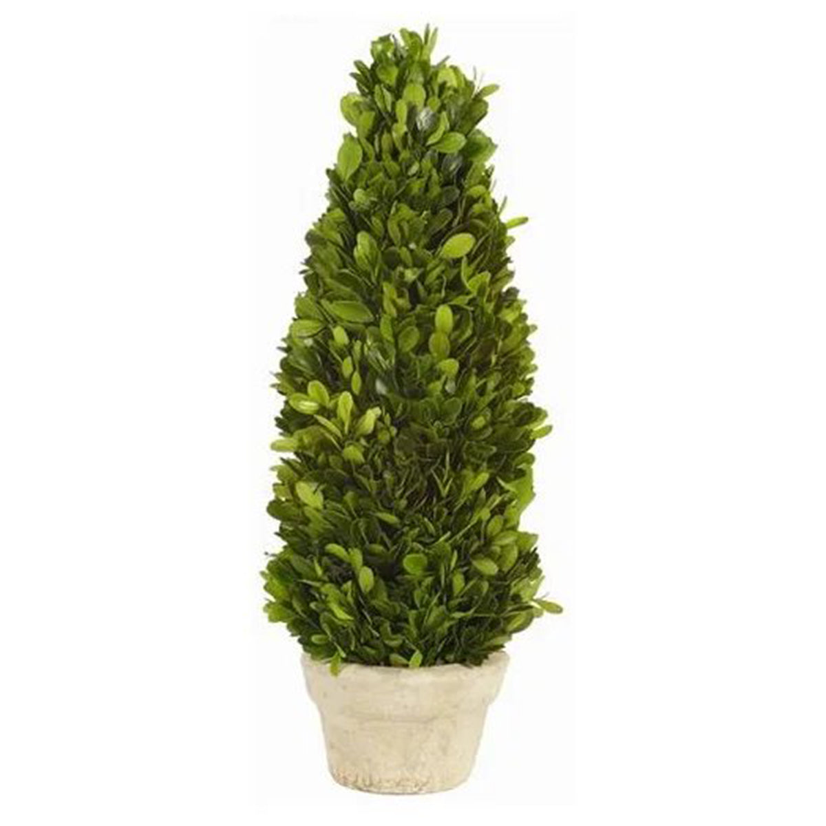 Winward Boxwood Cone Topiary in Pot