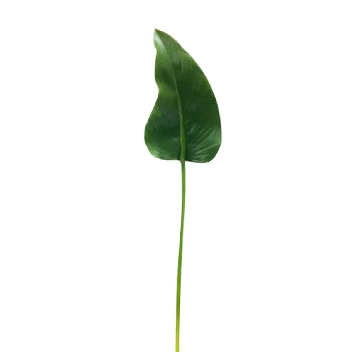 Winward 33" Green Calla Leaf