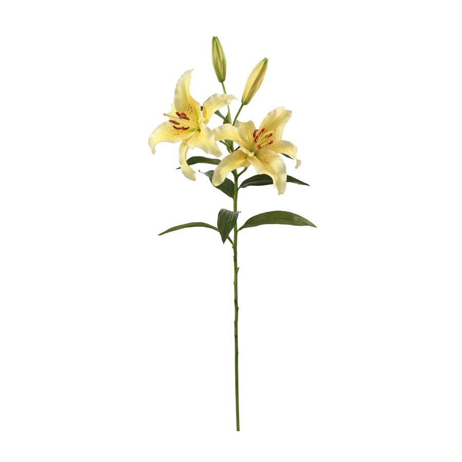 Winward Yellow Lily Rubrum