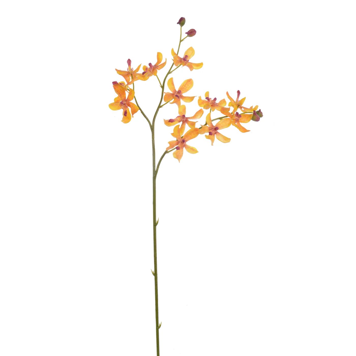 Winward 30" Vanda Lamellatau Orchid