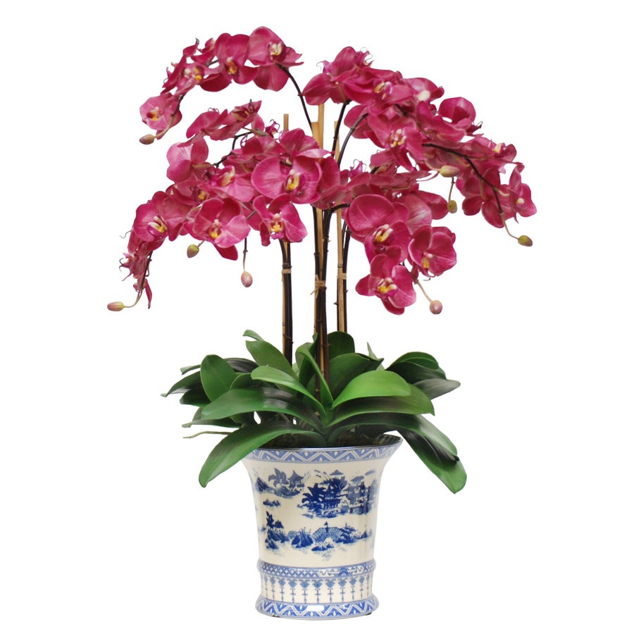 Winward Phalaenopsis in China Pot