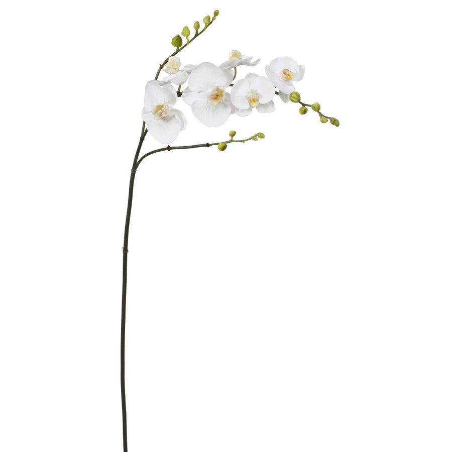 Winward White Orchid Phalaenopsis