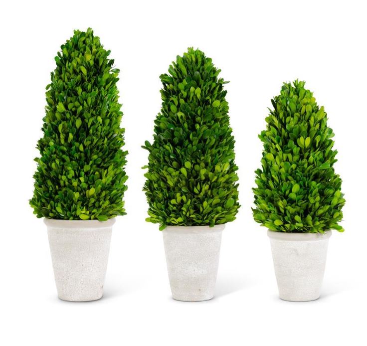 K&K Set of 3 Preserved Boxwood Cone Trees in Whitewashed Pots