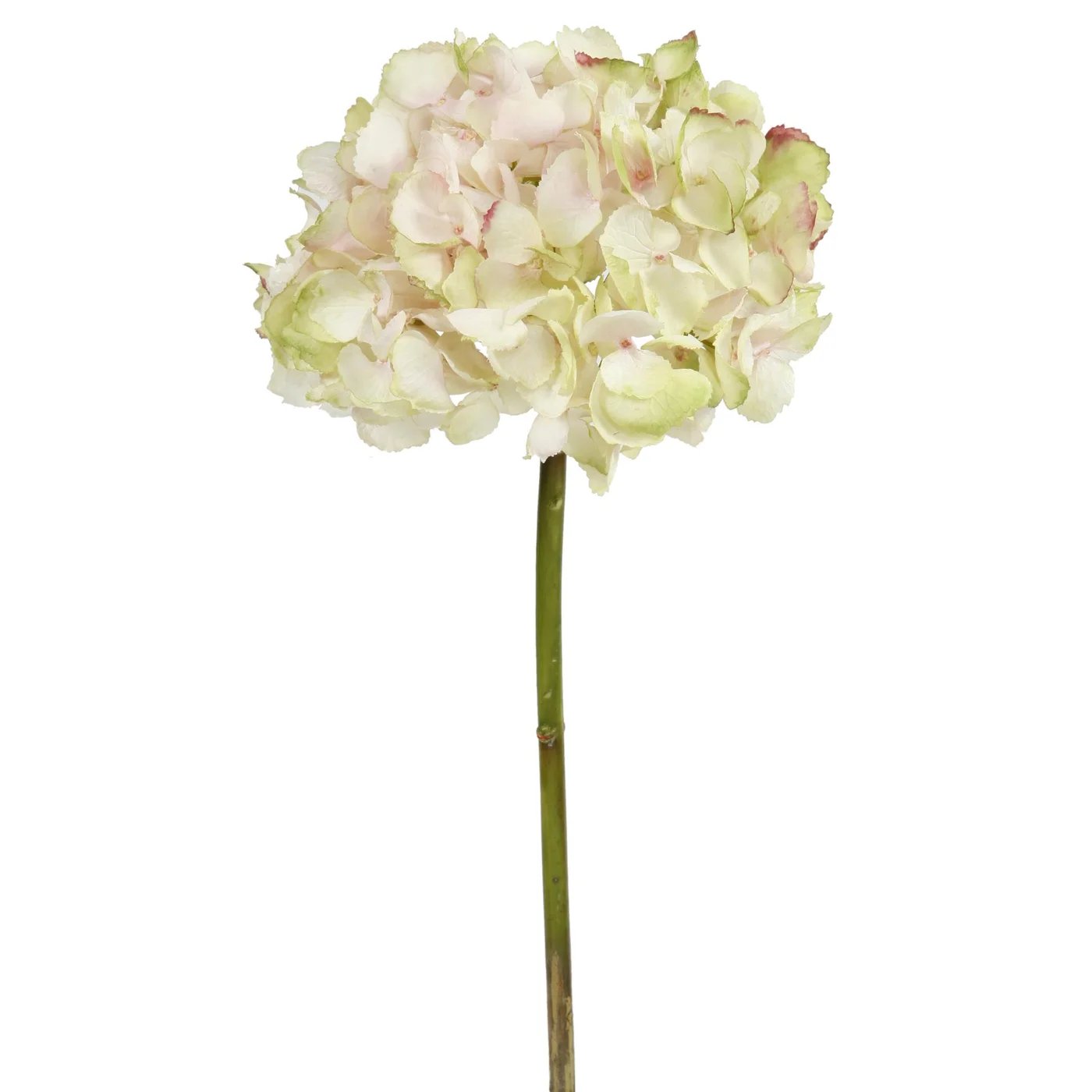 An image of Winward Hydrangea 19" Short Stem