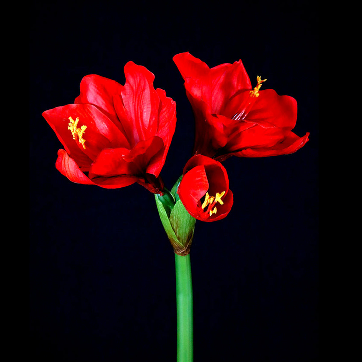 An image of Green Imports Amayllis-Red 26"