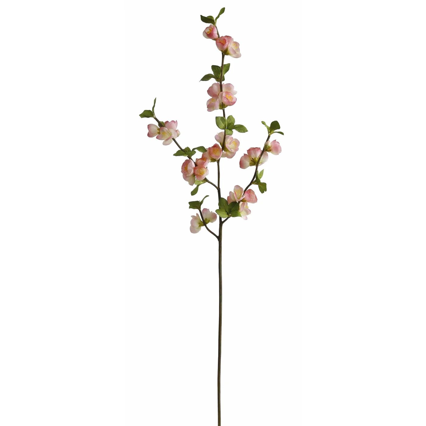 An image of Winward Peach Quince Blossom