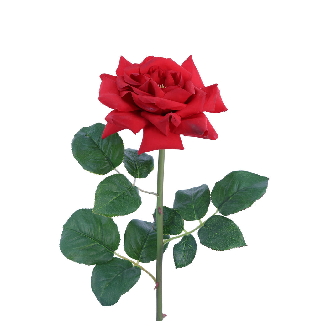 Green Imports Rose - Red