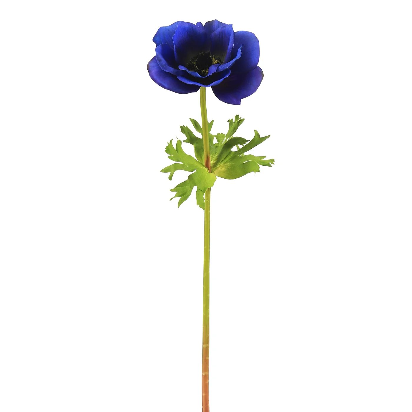 An image of Winward 17.5" Poppy Anemone