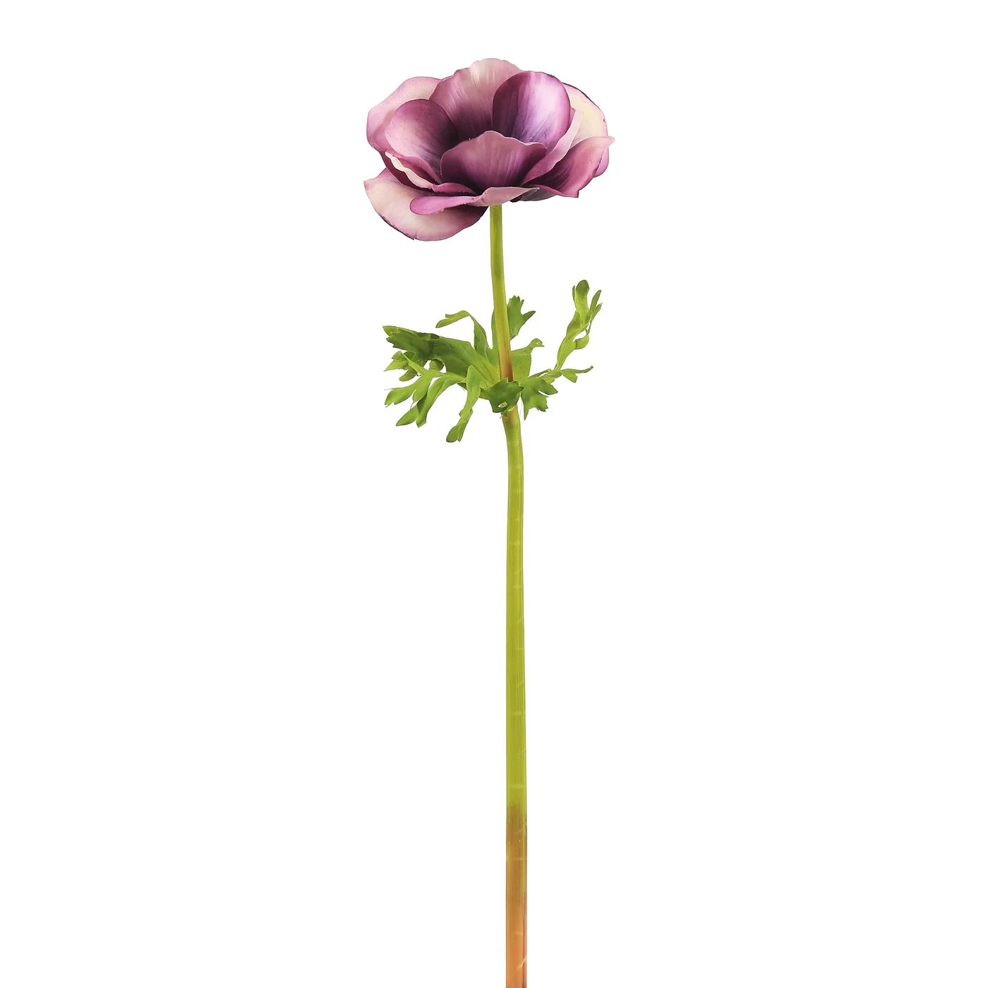 Winward 17.5" Poppy Anemone