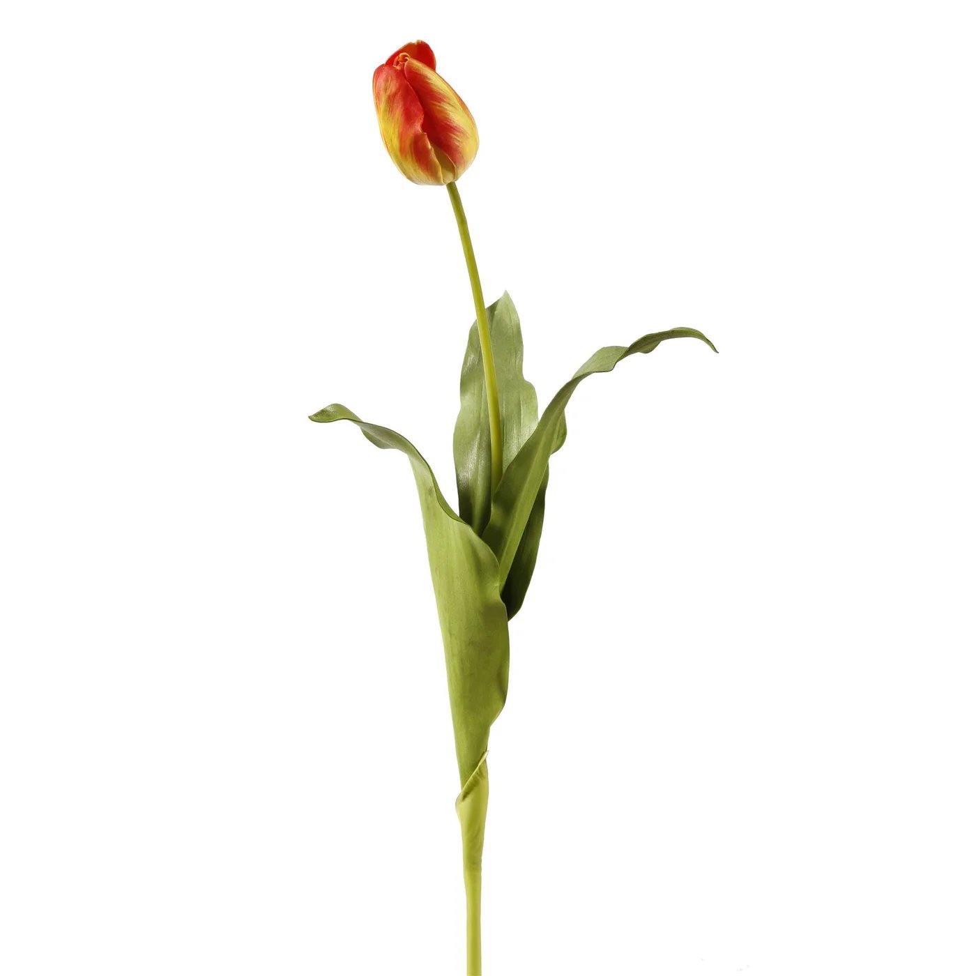 An image of Winward 24.5" Closed Tulip Dutch