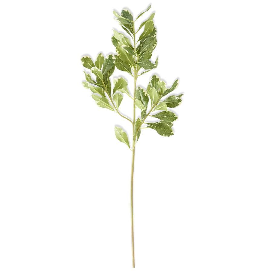 K & K 28" Pittosporum Leaf Stem