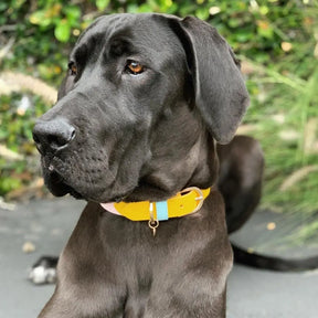 Max-Bone Isabel Collar on a dog