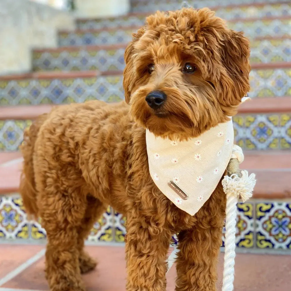 Max-Bone Ivory Daisy Bandana