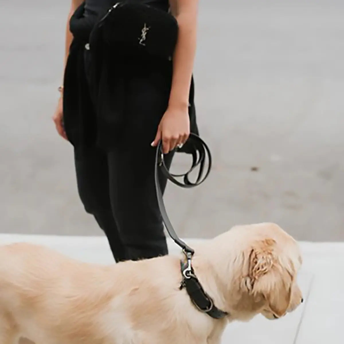 A dog wearing Max-Bone Black Jewel Jet Collar with the leash attached on the street being walked by a person