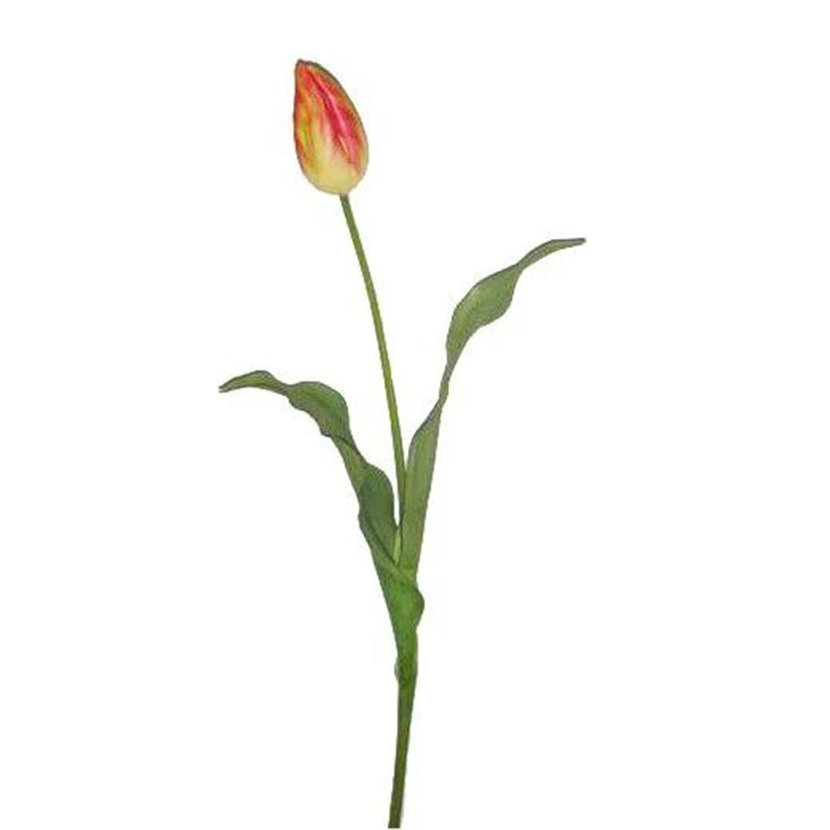 An image of Winward Yellow Red Tulip Dutch Bud