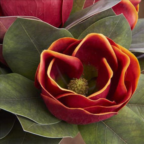 K & K 17" Orange Magnolia Stem