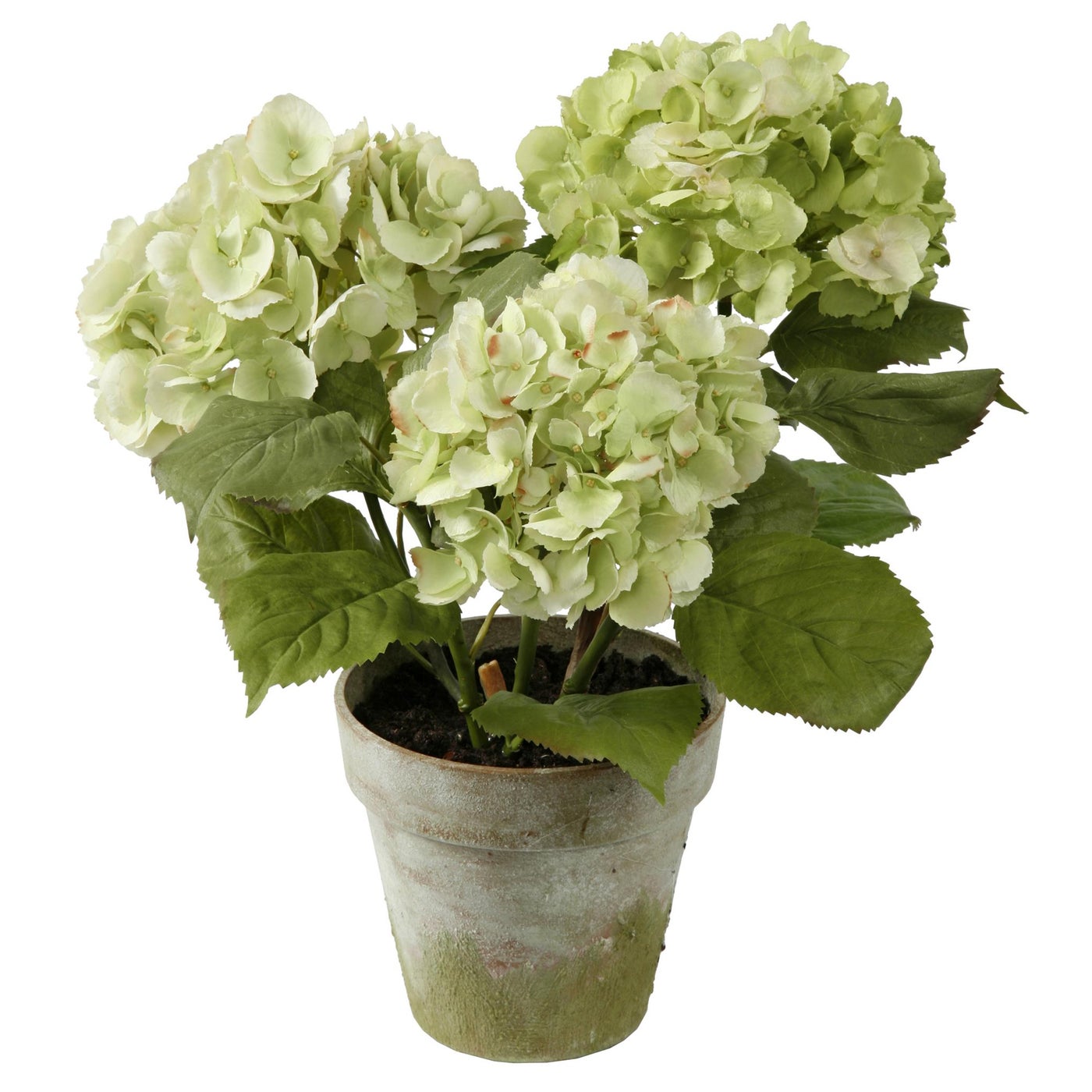 An image of Winward Hydrangea x 3 Potted 19"
