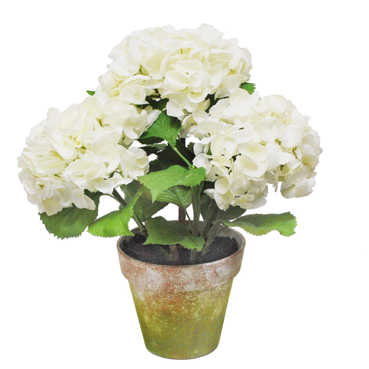 An image of Winward Hydrangea x 3 Potted 19"