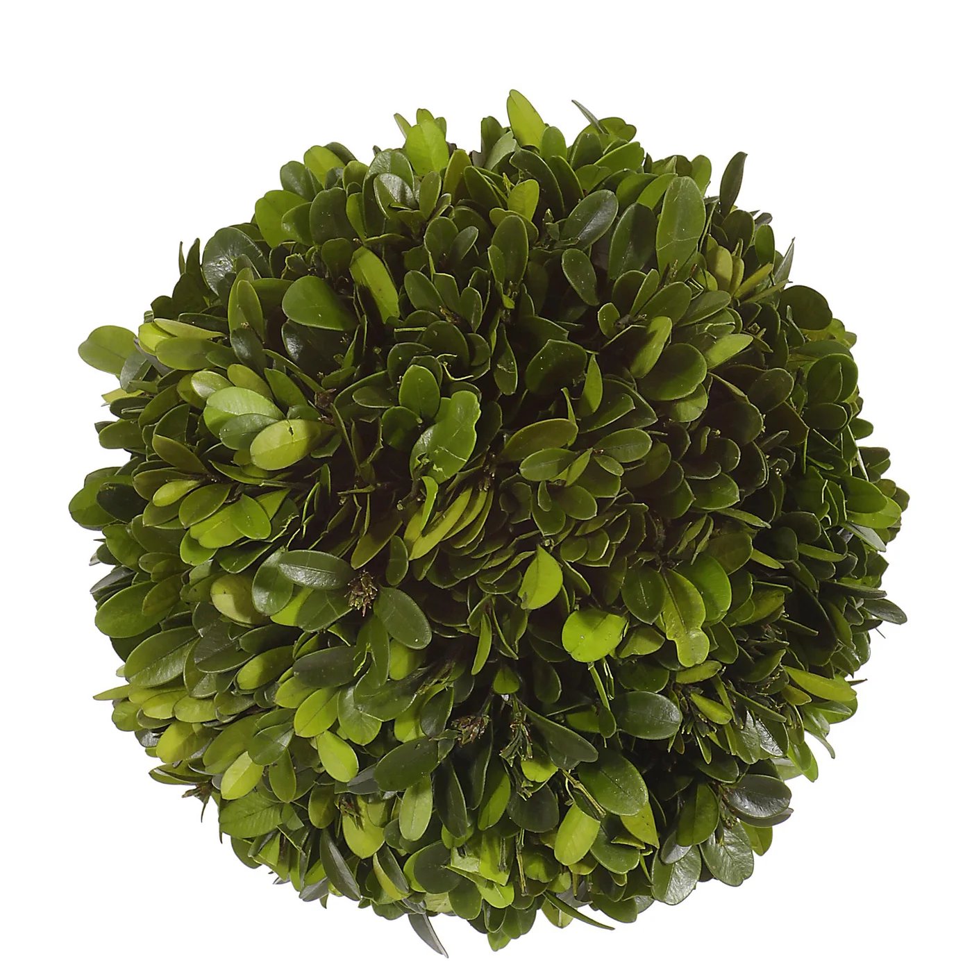 An image of Winward 6" Boxwood Ball