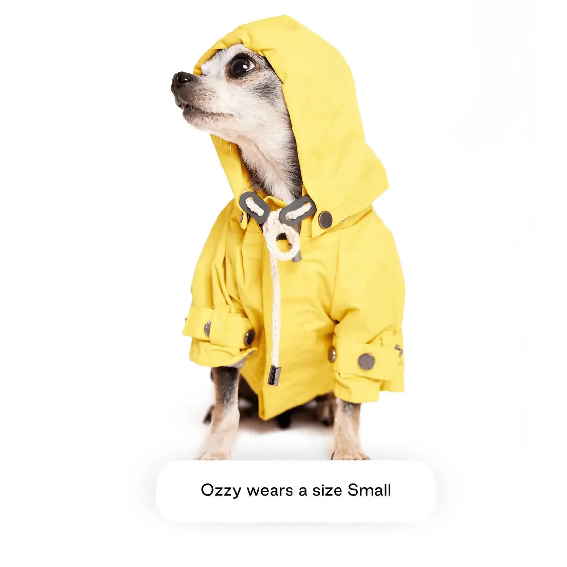 Max-Bone Talon Yellow Raincoat ozzu wears a small