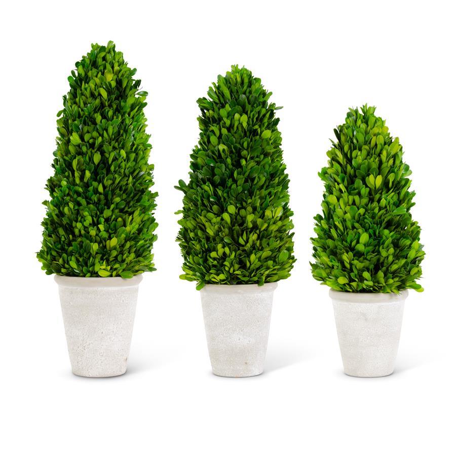 An image of K & K Preserved Boxwood Cone Trees in Whitewashed Pots- Set of 3
