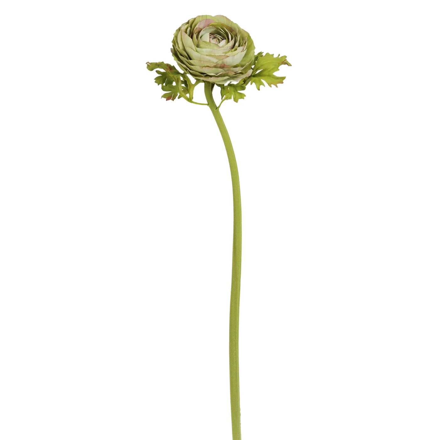 Winward Ranunculus Open Garden Dry
